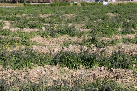 سرمازدگی به ۶۰ هزار هکتار از مزارع گندم و جو استان اردبیل خسارت زد