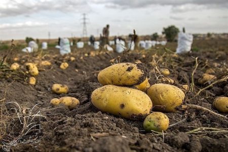 ۳۱ هزار تن سیب زمینی بصورت توافقی از کشاورزان اردبیلی خریداری شد