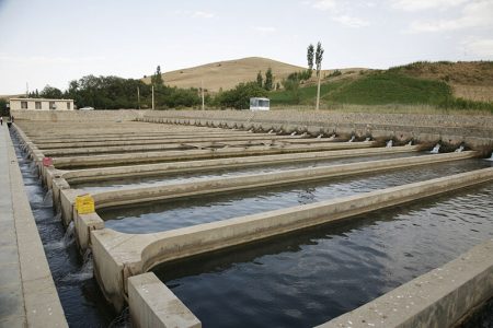 بزرگترین سایت پرورش ماهی استان اردبیل در شهرستان مشگین شهر ایجاد خواهد شد.