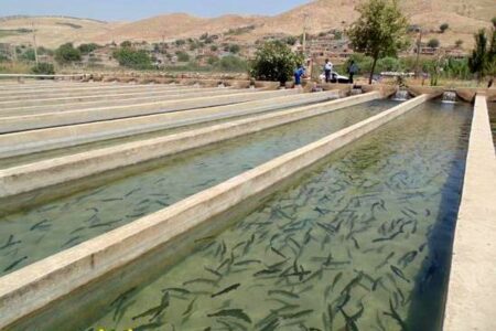 مزرعه پرورش ماهیان سردآبی به ظرفیت ۲۰ تن در شهرستان سرعین به بهره‌برداری می‌رسد
