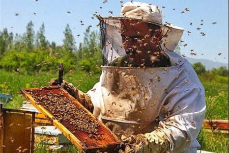 استان اردبیل سالانه میزبان حدود ۵۳۰ هزار کلنی زنبور عسل می باشد