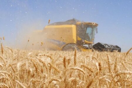 میزان خرید گندم در استان اردبیل به ۱۱۸ هزار تن رسید
