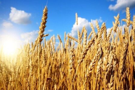 پیش بینی تولید ۶۰۰ هزار تن محصول گندم در استان اردبیل