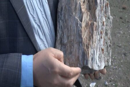 درختان فسیلی منطقه شیخ محمدلو مشگین‌شهر به عنوان اثر طبیعی ملی ثبت شد