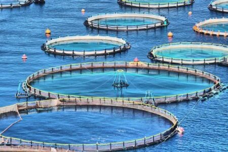 توسعه صنعت پرورش ماهی در قفس، با وجود منابع آبی نیمه طبیعی در استان امکان پذیر خواهد بود.