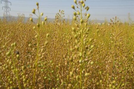 توسعه کشت دانه روغنی کاملینا در اراضی زراعی شهرستان اردبیل