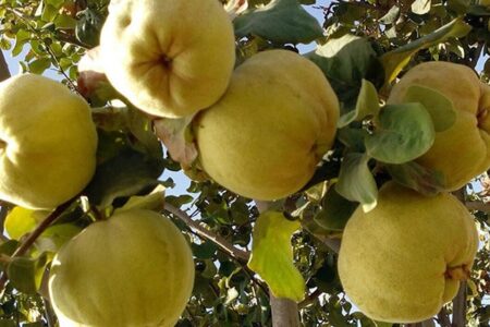 پنجمین جشنواره بزرگ هیوا(میوه به) درشهرستان گیوی برگزار شد