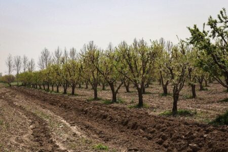 باغداران عوامل خسارتزا را جدی بگیرند