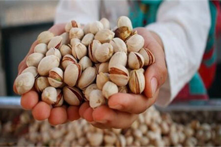 خطای اروپا در تشخیص آلودگی پسته ایران به آفلاتوکسین