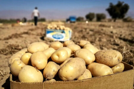 با توزیع گسترده آرامش به بازار سیب زمینی برمی گردد
