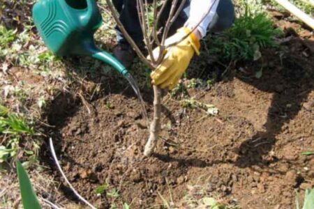 کاشت 2000 نهال در شهرک‌ صنعتی2 اردبیل اجرایی می‌شود