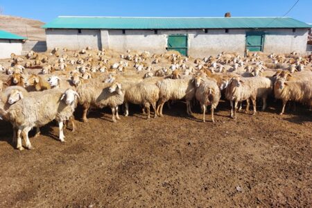 بهبود ۳۰ درصدی بازده اقتصادی تولید گوشت قرمز در استان اردبیل