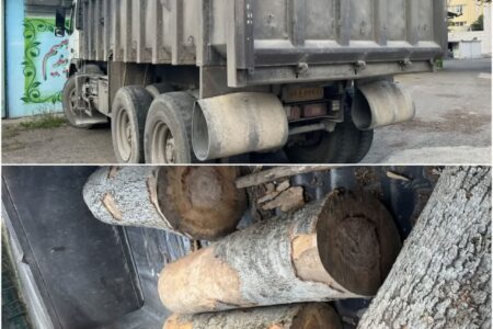 کشف 4 اصله گرده بینه جنگلی در اردبیل