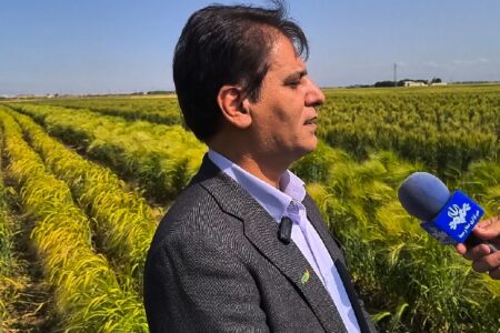 از صرفه‌جویی ۲ میلیارددلاری تا تولید ۹۸ درصد بذرهای داخلی