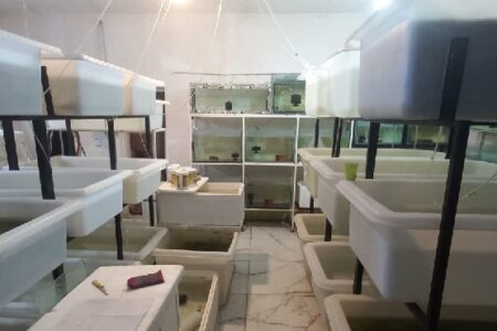 تولید ماهیان زینتی در کارگاه‌های مجهز