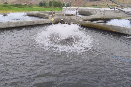 هشدار مدیرکل شیلات اردبیل نسبت به ضرورت بیمه مزارع پرورش ماهی برای حفظ سرمایه تولیدکنندگان