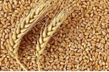 کشف قاچاق جو خارجی به ارزش بیش از ۵ میلیارد ریال در اردبیل