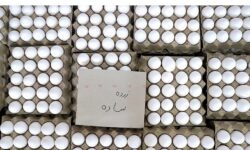 قیمت تخم مرغ کاهش یافت