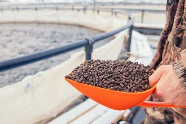 تسهیلات ویژه برای آبزی‌پروران اردبیلی؛ امکان خرید اقساطی خوراک ماهی فراهم شد