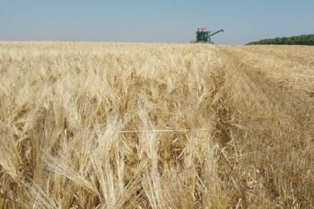 آغاز خرید تضمینی گندم در استان اردبیل/ ۴۹۵ هزار ریال به ازای هر کیلوگرم