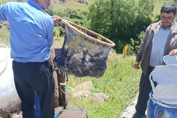 رهاسازی آزمایشی ۱۵۰۰ قطعه ماهی سردآبی در سد سپیران؛ گام جدید برای توسعه آبزی‌پروری در ثمرین