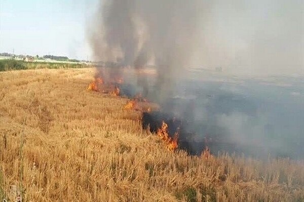 کشاورزان از آتش سوزی  مزارع بعد از برداشت محصول خوداری کنند
